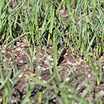 lawn soils need long-lived amendment, like pumice