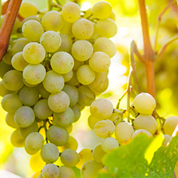 perennial crops like grapes can thrive in soil amended to their needs