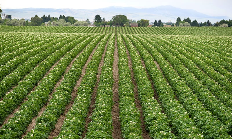 A field of famous Idaho potatoes.