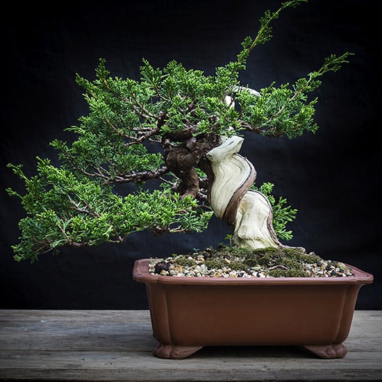 bonsai tree thriving in pumice soil