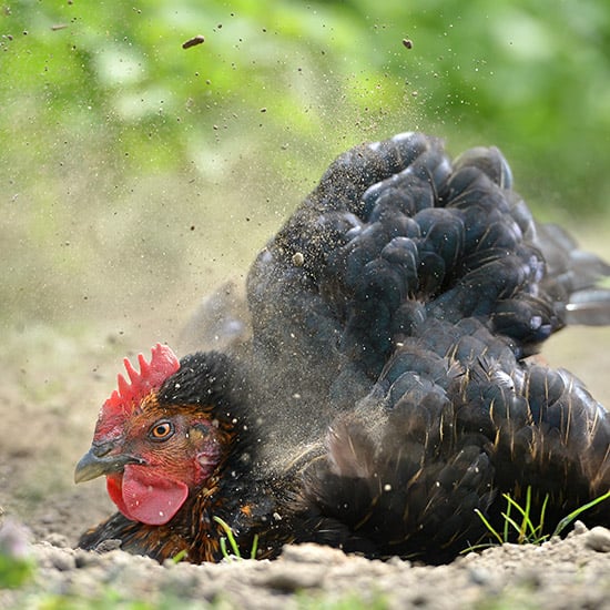 dust bathing hen
