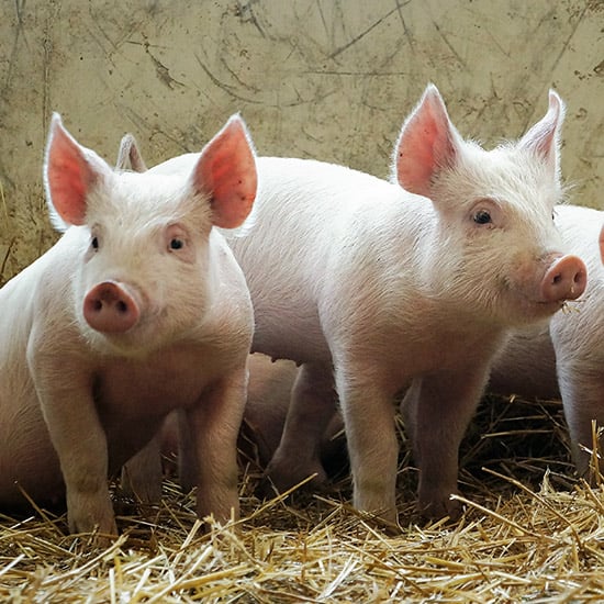 farm-raised hogs