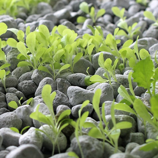 pumice alone makes an excellent soilless grow media, like in this aquaponics system grow bed
