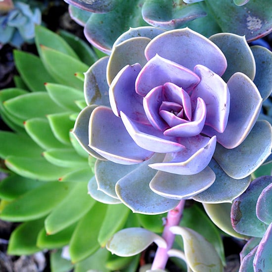 pumice provides vital drainage performance for succulent growing soils