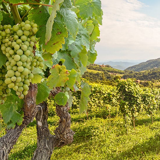 high value vineyard crop grown in performance-amended soil