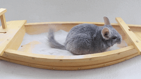 short clip of a chinchilla vigorously enjoying a pumice dust bath